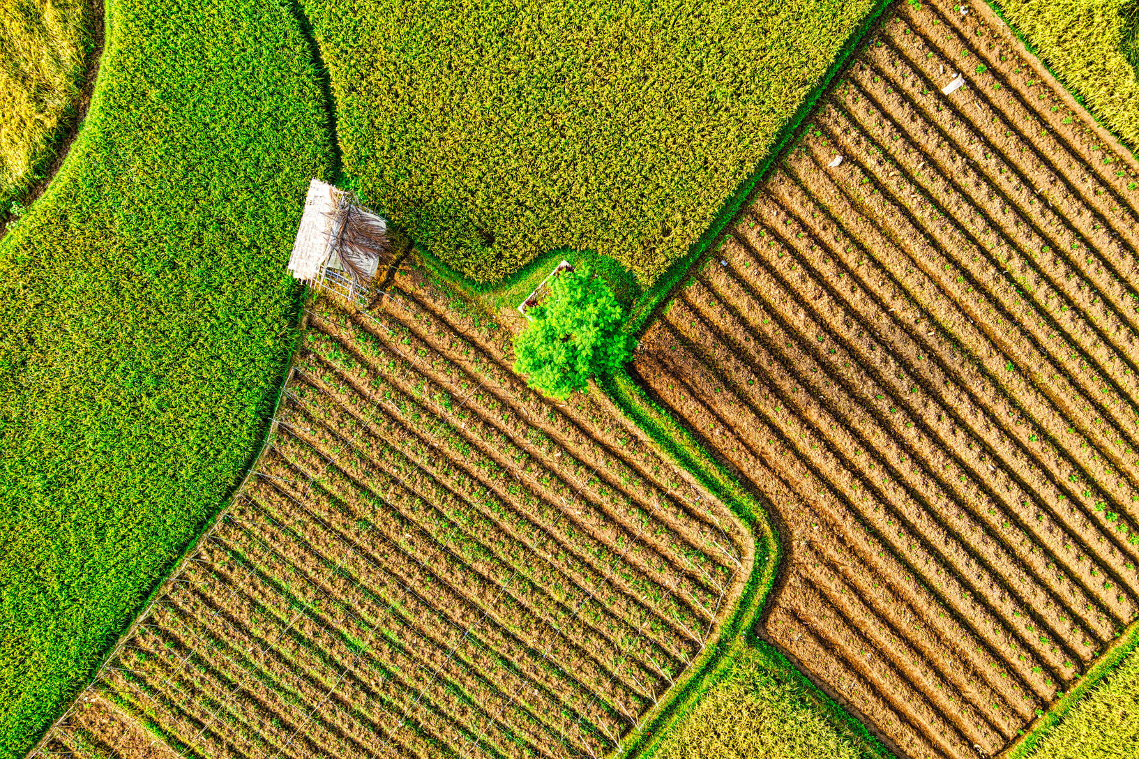 Lone Tree on Crop Field